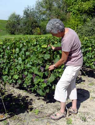 Vines on La Montagne de Reims - click to close
