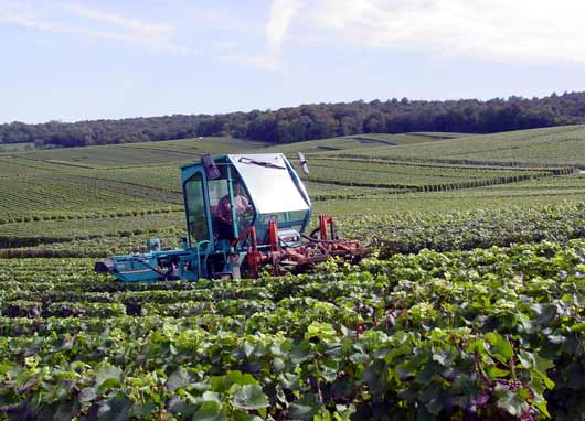 Machine trimming of vines at Mailly - click to close