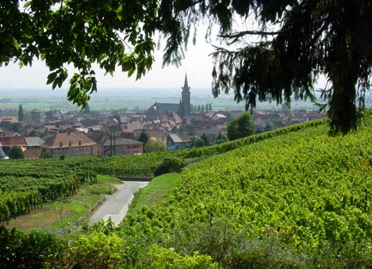 Vines above Dambach-la-Ville - click to close