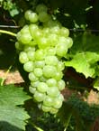 Muscat d'Alsace grape