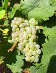 Pinot Blanc grape