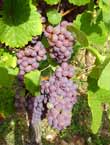 Tokay Pinot Gris grape