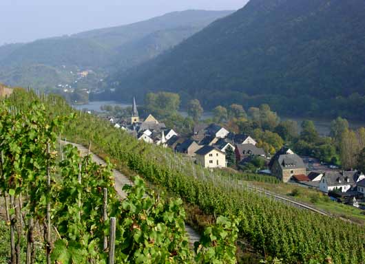 Mosel vines above Pommern - click to close