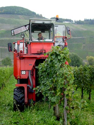Machine-harvesting of grapes - click to close
