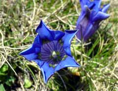 Southern Gentian
