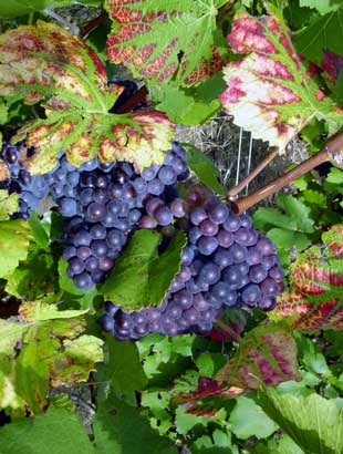 Pinot Noir grapes - click to close