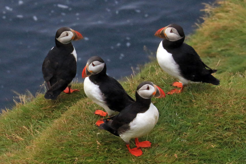 Puffins of Stórhöfði cliffs, Heimaey, Westman Islands